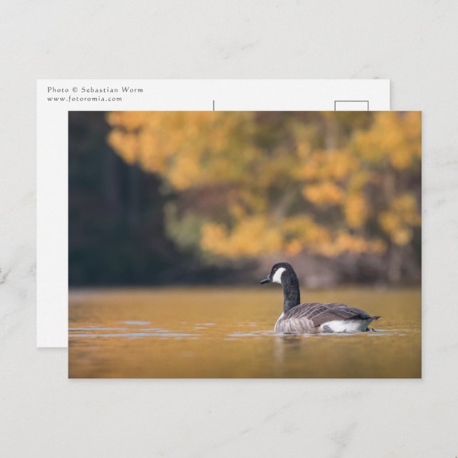 Postal Foto de la naturaleza de los gansos de Canadá (Anverso / Reverso)