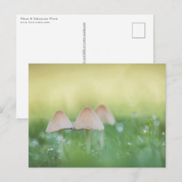 Postal Foto de la naturaleza de los hongos pequeños