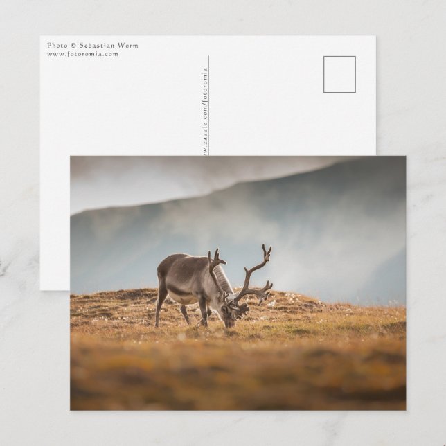 Postal Foto de la naturaleza de los renos (Anverso / Reverso)
