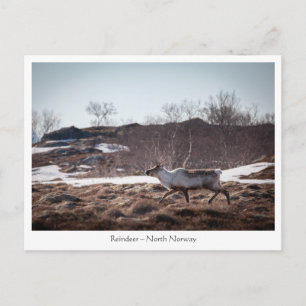 Postal Foto de la naturaleza de los renos