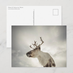 Postal Foto de la naturaleza de los renos