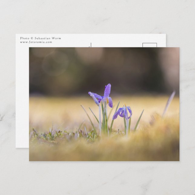 Postal Foto de la naturaleza de Purple Crocuses (Anverso / Reverso)