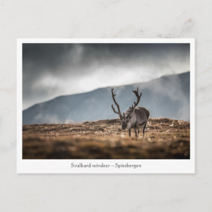 Postal Foto de la naturaleza de reno de Svalbard