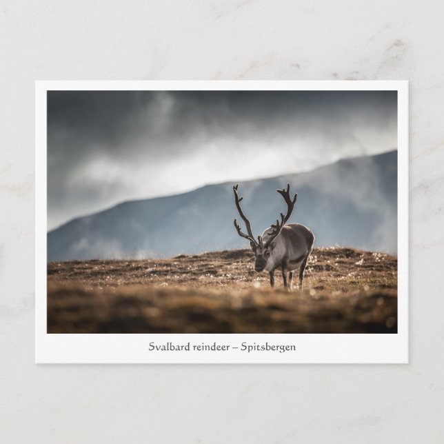 Postal Foto de la naturaleza de reno de Svalbard (Anverso)