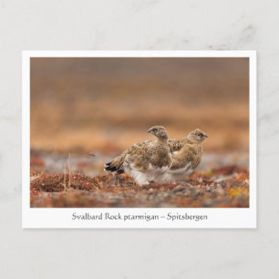Postal Foto de la naturaleza de Svalbard Rock Ptarmigan