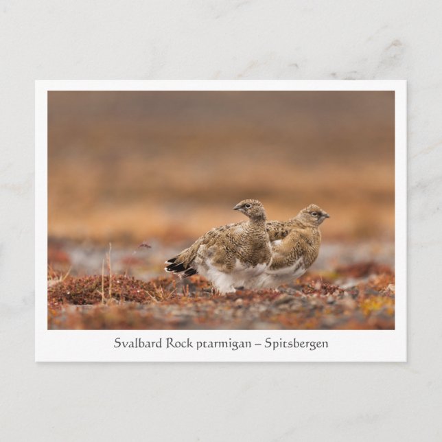Postal Foto de la naturaleza de Svalbard Rock Ptarmigan (Anverso)
