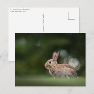 Postal Foto de la naturaleza de un conejo