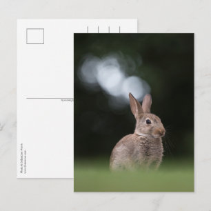 Postal Foto de la naturaleza de un conejo