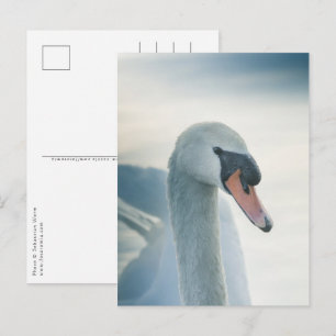 Postal Foto de la naturaleza del cisne blanco