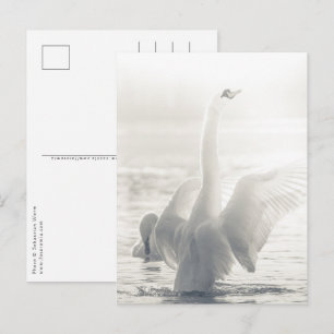 Postal Foto de la naturaleza del cisne blanco