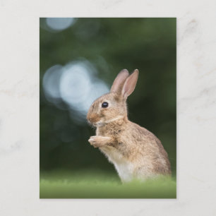 Postal Foto de la naturaleza del conejo de conejo de cone