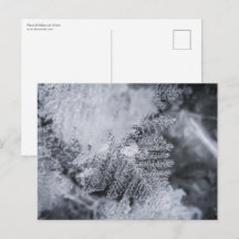 Foto de la naturaleza del cristal de hielo