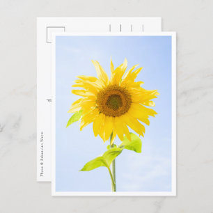 Postal Foto de la naturaleza del girasol