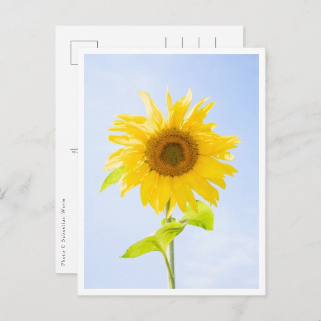Postal Foto de la naturaleza del girasol (Anverso / Reverso)