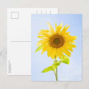 Postal Foto de la naturaleza del girasol