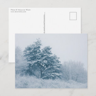 Postal Foto de la naturaleza del invierno forestal
