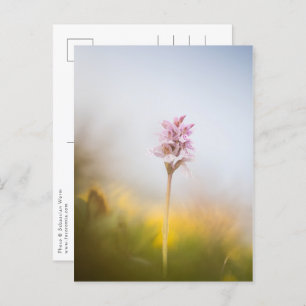 Postal Foto de la naturaleza del orquídea