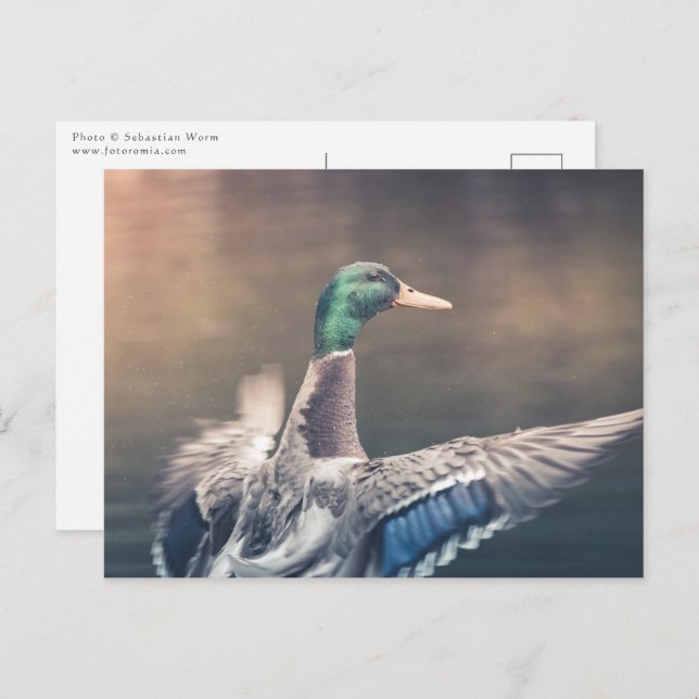 Postal Foto de la naturaleza del pato de aterrizaje (Anverso / Reverso)