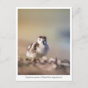 Postal Foto de la naturaleza del pollo de oca