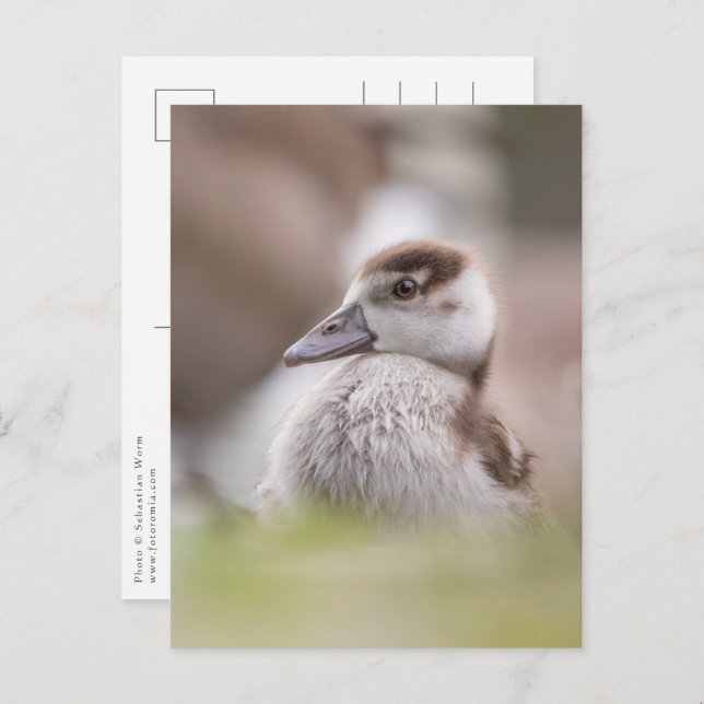 Postal Foto de la naturaleza del pollo de oca (Anverso / Reverso)