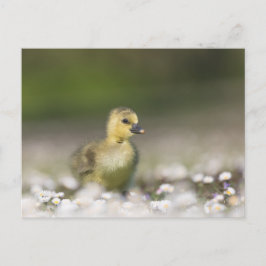 Postal Foto de la naturaleza del polluelo lindo