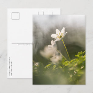 Postal Foto de la naturaleza del Windflor blanco