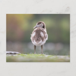 Postal Foto de la naturaleza impresionante