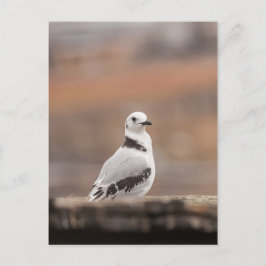 Postal Foto de la naturaleza joven de Kittiwake