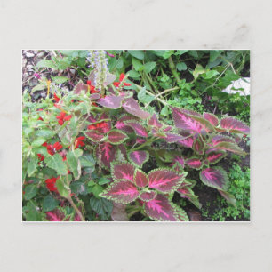 Postal Foto de la planta de Coleus