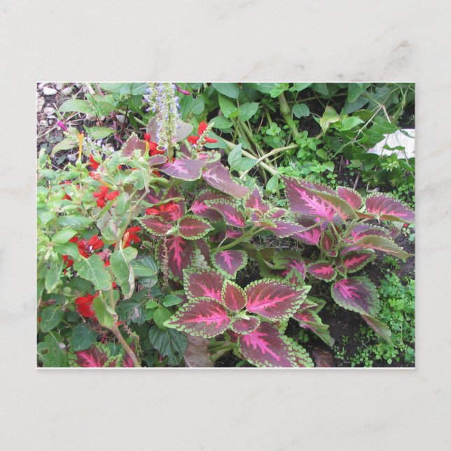 Postal Foto de la planta de Coleus (Anverso)