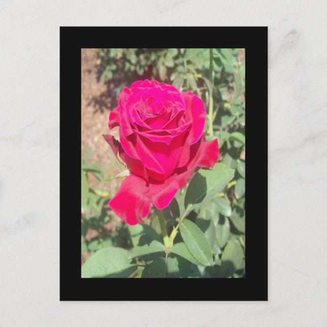 Postal Foto de la Rosa Roja (Anverso)