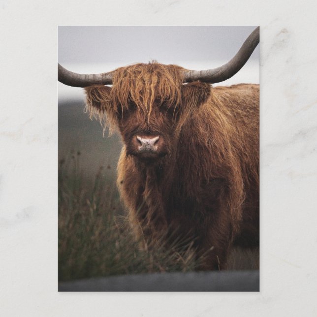 Postal Foto de la vaca escocesa de Highland (Coo) (Anverso)