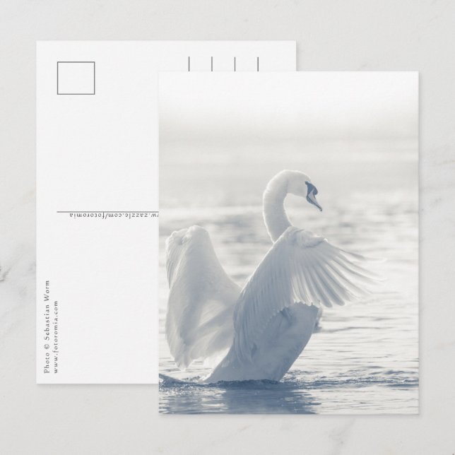 Postal Foto de la vida salvaje del cisne blanco (Anverso / Reverso)