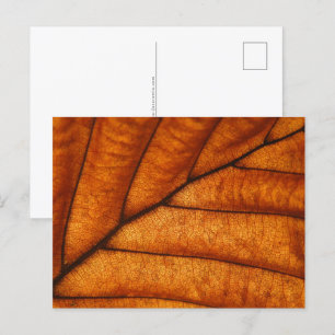 Postal Foto de Leaf Nature
