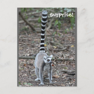 Postal Foto de Lemur de Cute Ring-Tail