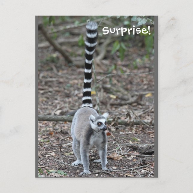 Postal Foto de Lemur de Cute Ring-Tail (Anverso)