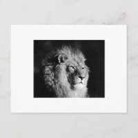 Foto de León Blanco y Negro