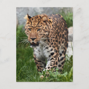 Postal Foto de leopardo
