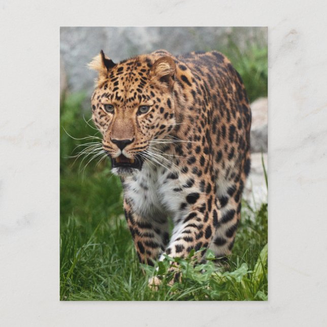 Postal Foto de leopardo (Anverso)