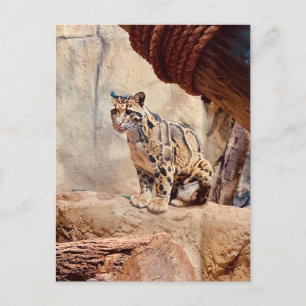 Postal foto de leopardo nebuloso naturaleza vida silvestr