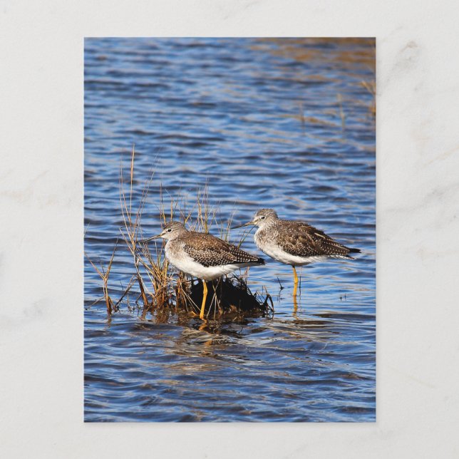 Postal Foto de Lesser Yellowleg (Anverso)