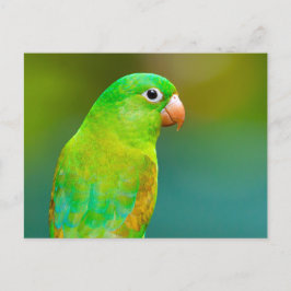 Postal Foto de Loro Verde bonito