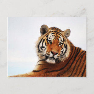 Postal Foto de los laterales de Tiger Glance