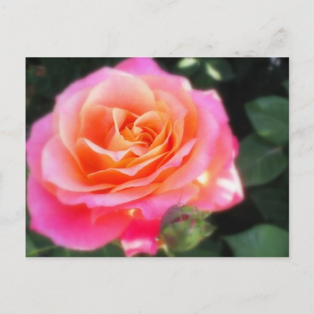 Postal Foto de macro Rosa rosa y Naranja bonito (Anverso)