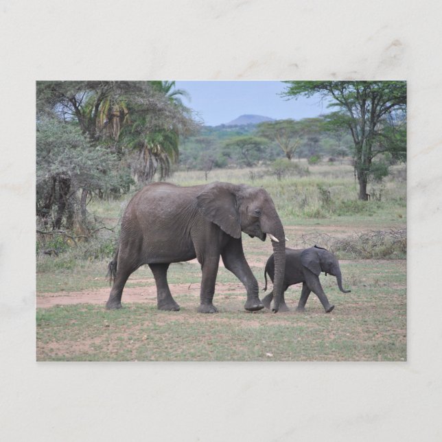 Postal Foto de madre y bebé elefante (Anverso)