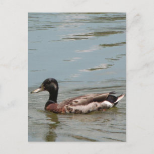 Postal Foto de Male Mallard Duck