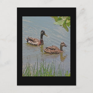 Postal Foto de Mallard Ducks