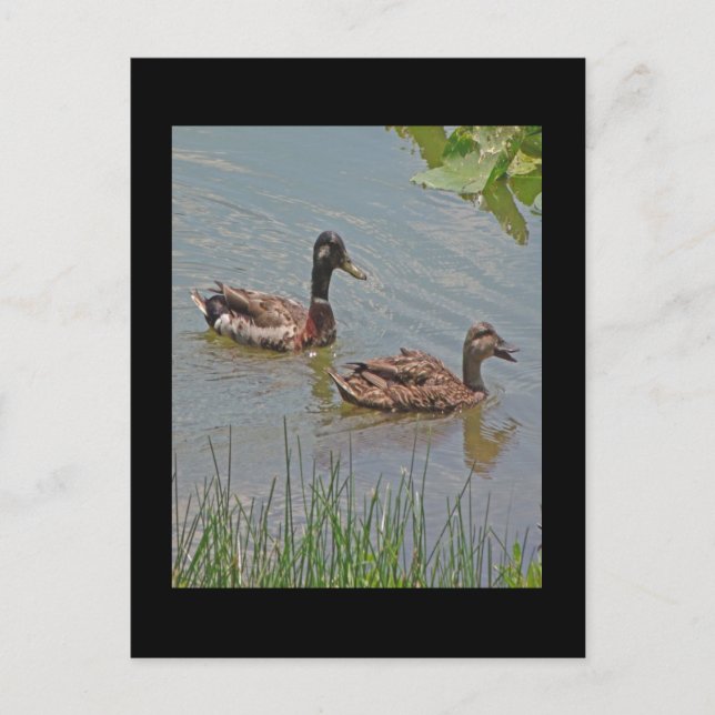 Postal Foto de Mallard Ducks (Anverso)