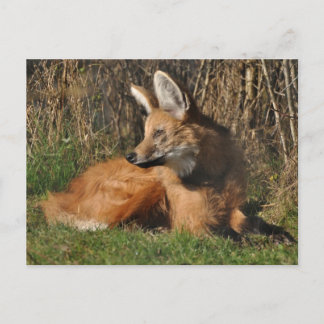 Postal Foto de Maned Wolf