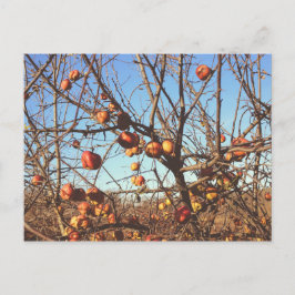 Postal Foto de manzanas otoñales